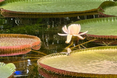 IMG-20260602-WA0012