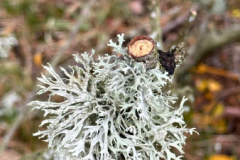 IMG-20260514-WA0141